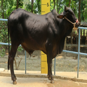 Male - Bull (ষাঁড়)